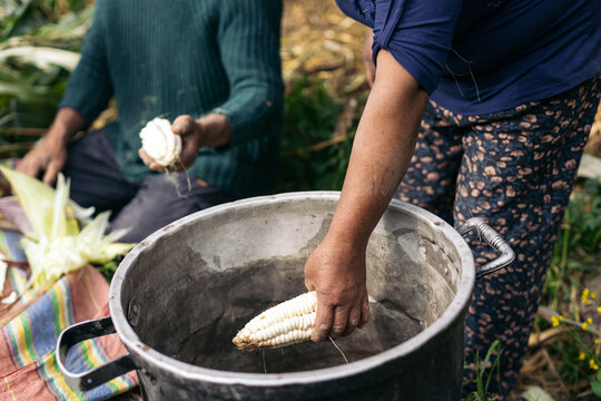 Anonymous woman pouring an ear of corn into a pot