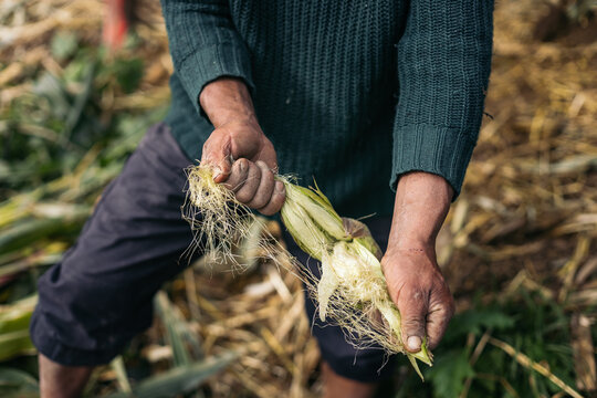 Anonymous man peeling an ear of corn