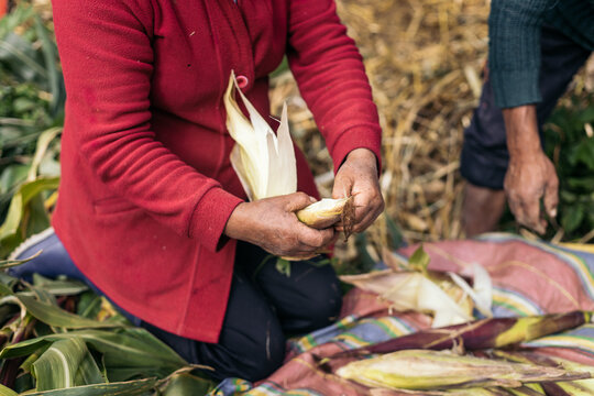 Anonymous woman peeling an ear of corn
