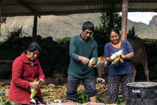 Latin farmers working the corn