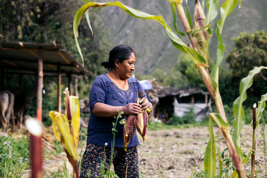 Hispanic woman harvesting corn