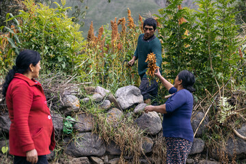 Latin farmers harvesting quinoa