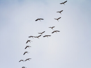 Flock of birds, common cranes flying in v shape in typical order with a leader in front. V shape is a traditional flight formation for the eurasian cranes migrating. ....
