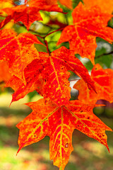 Brightly colored orange and yellow Maple leaves during fall in Upstate New York