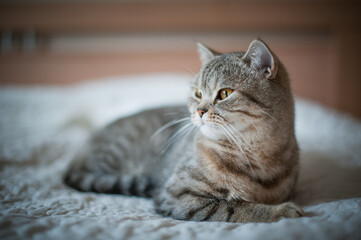 British Shorthair cat with yellow eyes lying on the bed