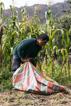Hispanic farmer working in a corn field