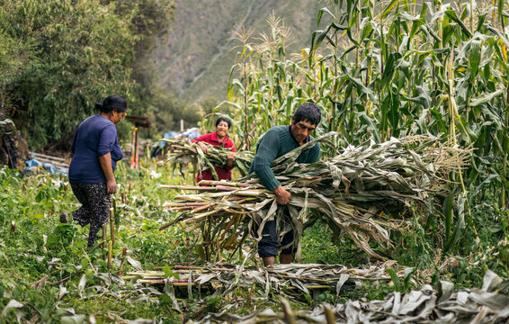 Hispanic farmers working in a corn field