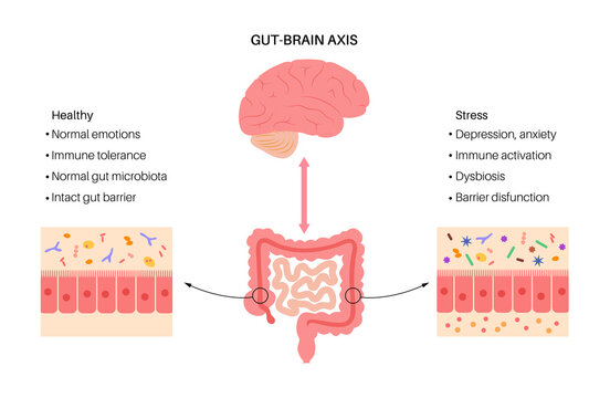 Gut brain connection