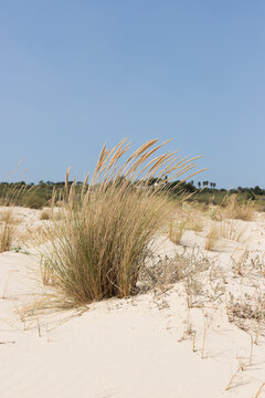Ammophila arenaria. Sand dunes on the beach, Ria Formosa, Algarve