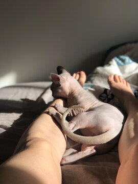 POV cat biting leg