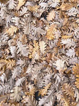 Oak autumn leaves 