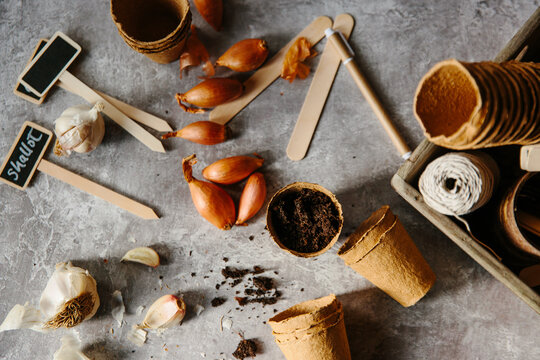 Planting garlic and shallots in pots