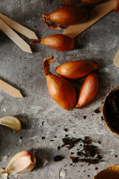Planting garlic and shallots in pots