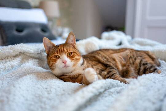 Kitten on a bed