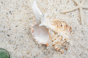 Fototapeta na wymiar 白い砂浜と美しい大きな貝殻