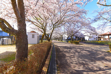 本町公園（ほんまちこうえん）の桜並木－中津川市