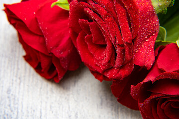 美しい真紅のバラの花