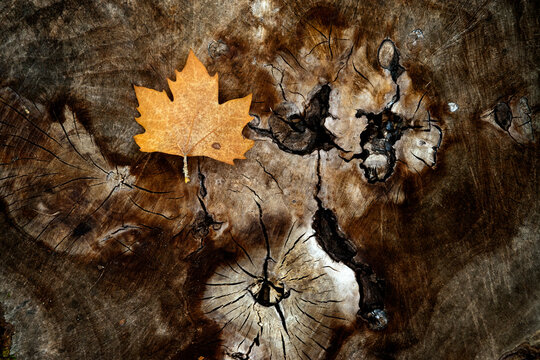 Fototapeta Maple leaf on a log