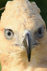 Close up of an mountain Hawk