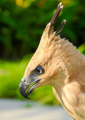 Close up of an mountain Hawk