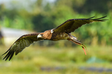 Red tailed hawk in flight
