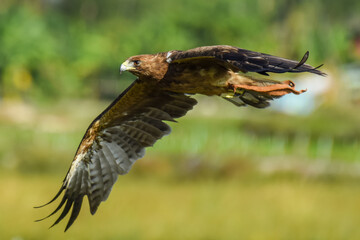 Red tailed hawk in flight