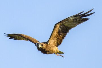 Red tailed hawk in flight