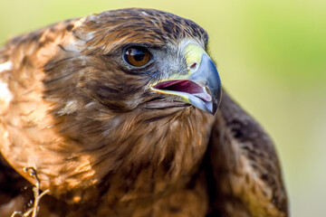 Close up of an Red-tailed Hawk