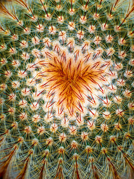 cactus with a heart of thorns