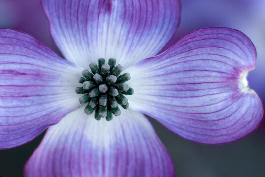 Closeup dogwood (Cornus sp.) bloom in sping springtime