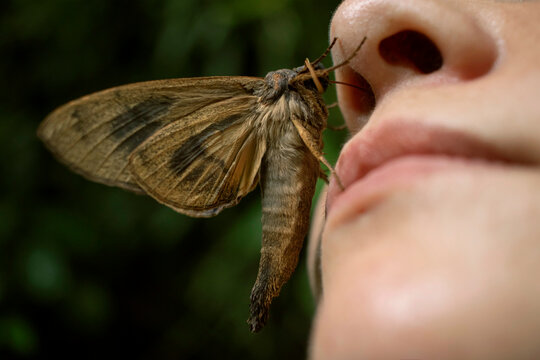 A moth interaction with a human