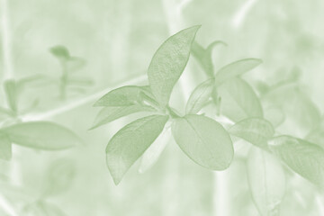 Young leaves on branches. Abstract blurred spring natural background with green gradient