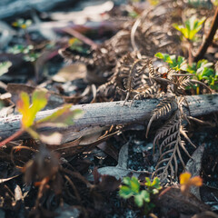 Branch on the ground