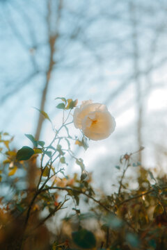 a white rose suspended on its branch 
