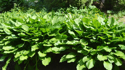 Beautiful hosta plants in a flower bed in the garden.