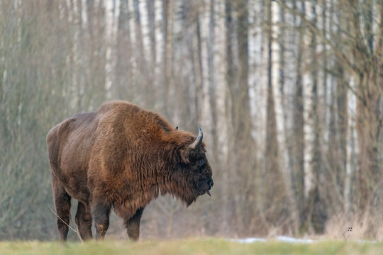 European Bison In Białowieza Forest  