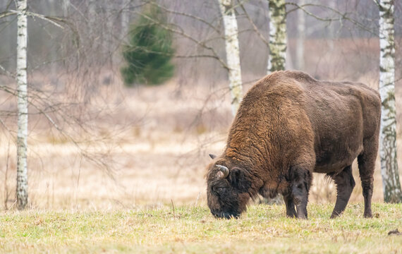 Grazing Bison Near Białowieza Forest  