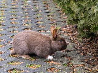 close up of a cute brown bunny with white paws resting by the bushes - 497635853
