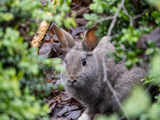close up of one cute grey rabbit resting behind green bushes
