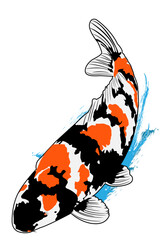 koy fish illustrated