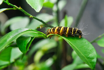 a yellow-brown and hairy caterpillar crawling on the branch of an orange tree