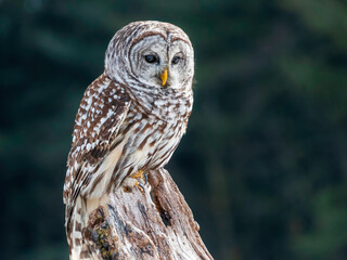 Barred owl perched on the tree stump