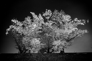 妖艶な夜桜