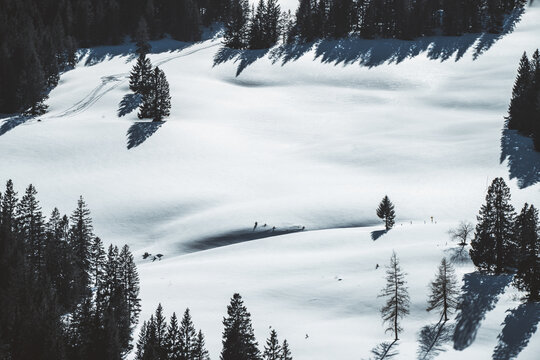 forest in winter