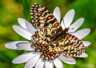 papillon