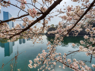 大阪城公園の桜