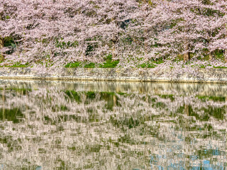 大阪城公園の桜
