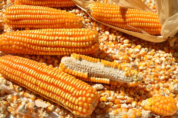 dried corn on the cob.