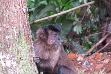 Capuchin monkey (Sapajus) Sitting on a Trunk Tree