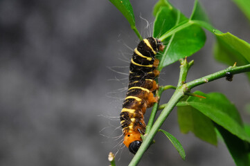 
a yellow-brown and hairy caterpillar crawling on the branch of an orange tree